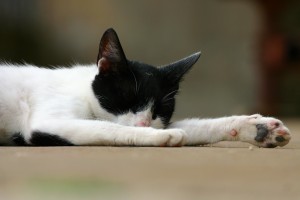 Sleeping Cat