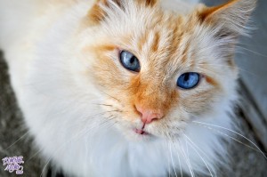 Blue Eyed Cat by Trisha Lyn Fawver