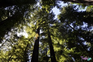 Avenue of the Giants 2010