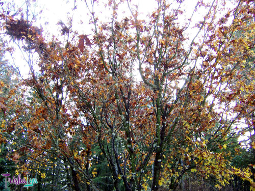 Fall Colors in Oregon