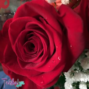 Valentine's Day 2015 Rose